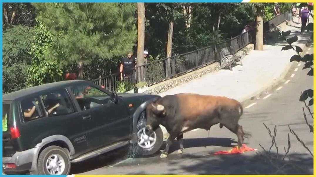 ⁣Животни нападат коли и хора